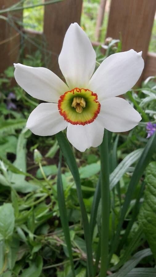 Narciso selvatico 25