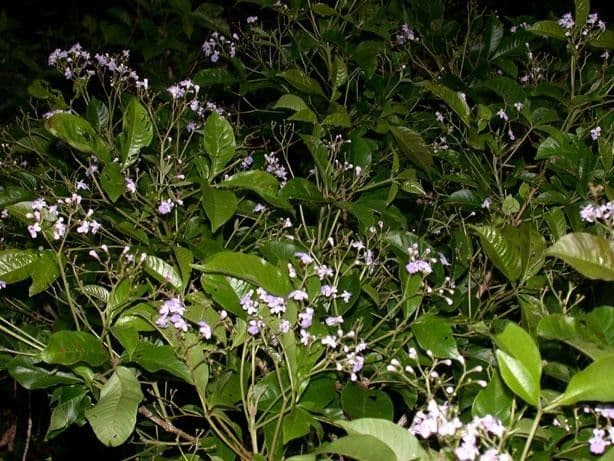 Vitex 12