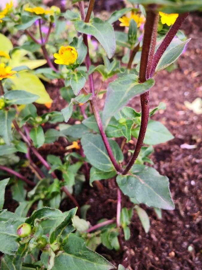 Sanvitalia prostrata 18