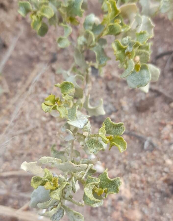 Atriplice ondulata 7
