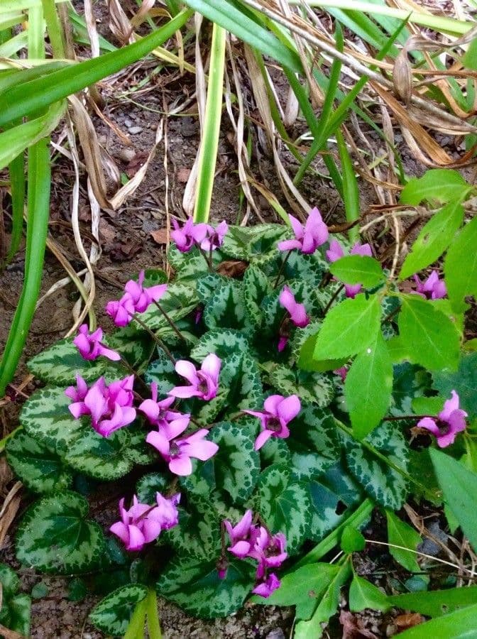 Ciclamino primaverile 14