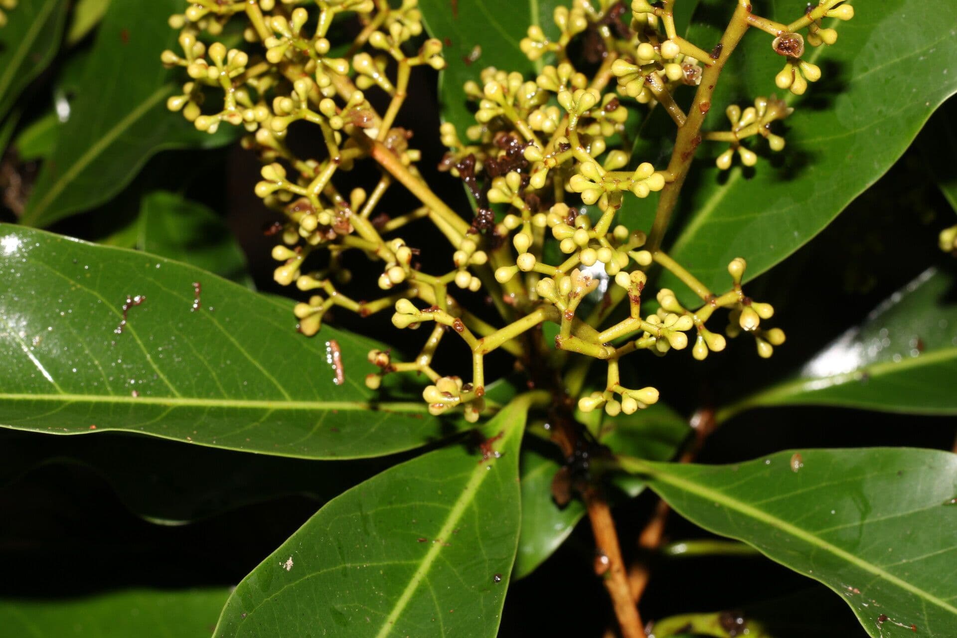 Ocotea 10