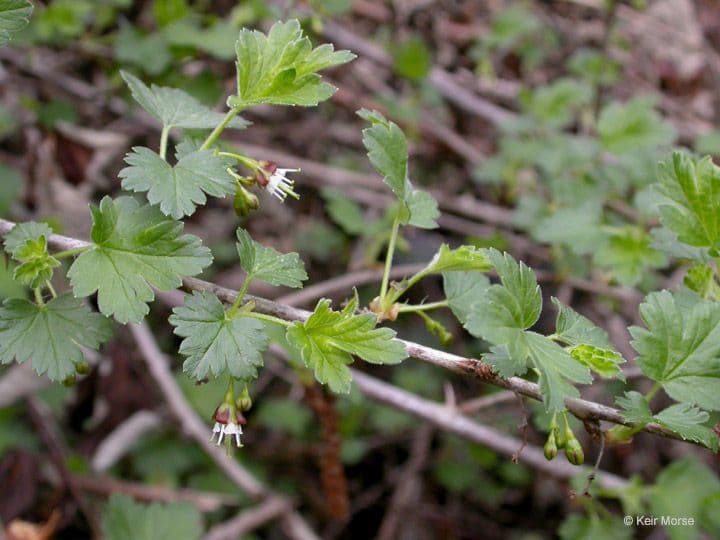 Ribes divaricato 10