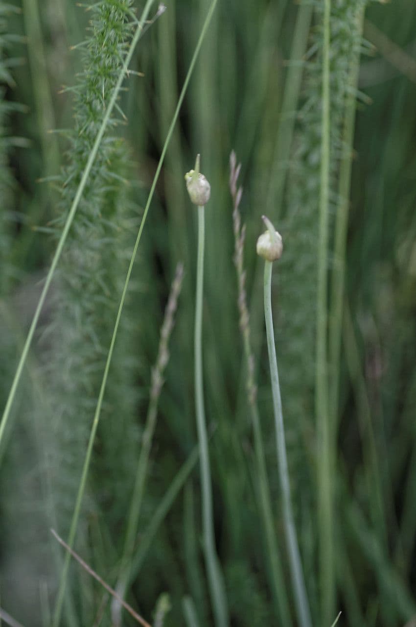 Heide-Lauch