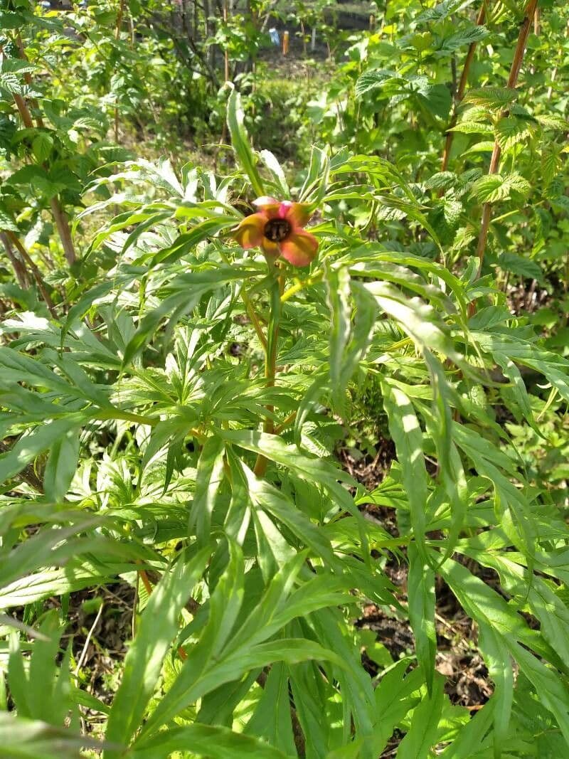 Peonia anomala 3
