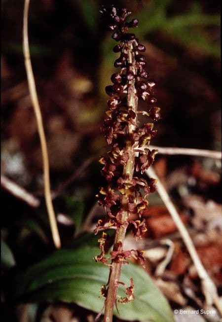 Crepidium taurino 5