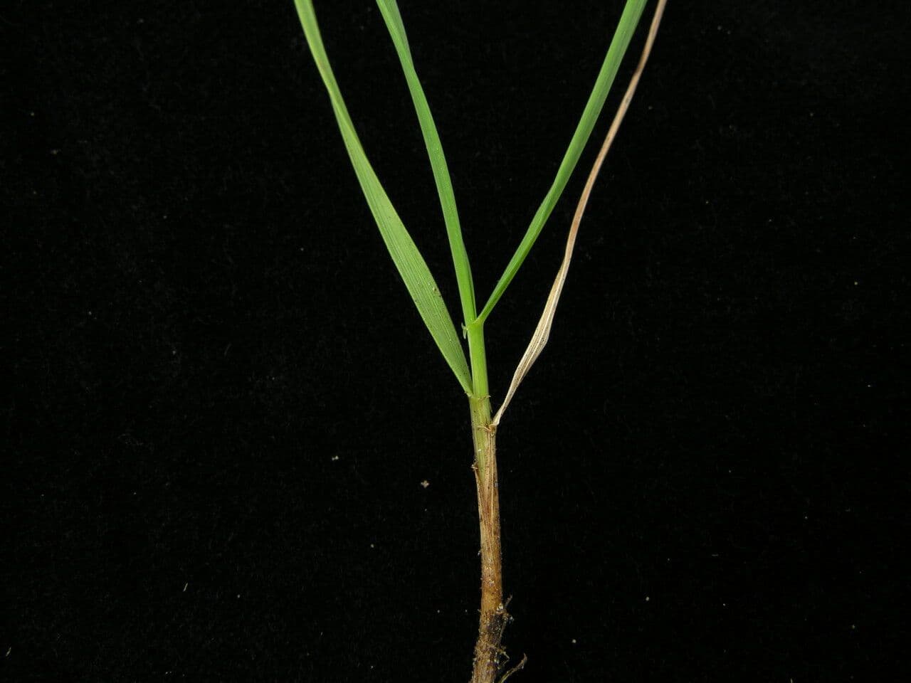 Elymus nutans 4