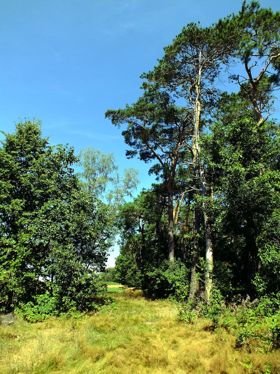 Waldkiefer 11
