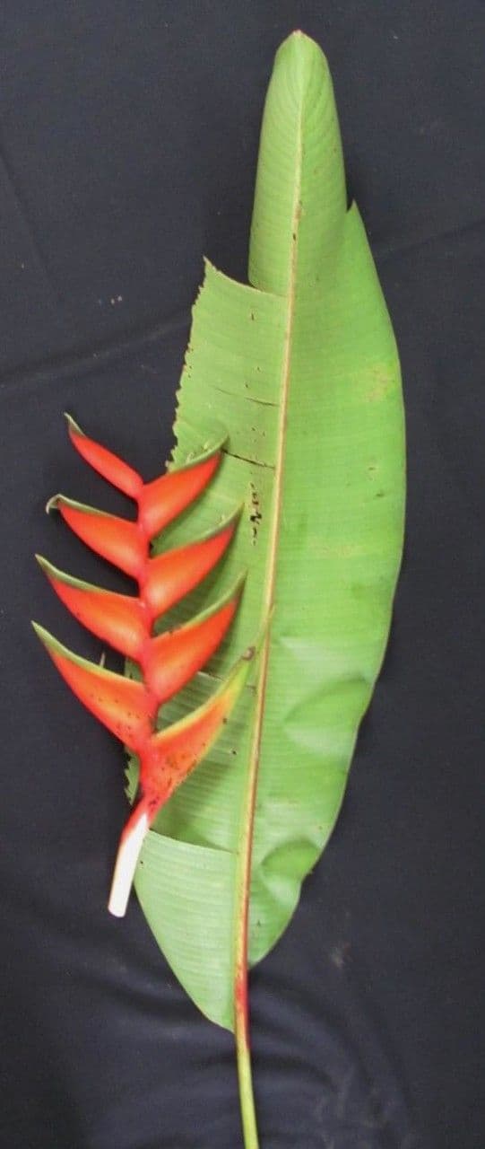 Fiore pappagallo 29