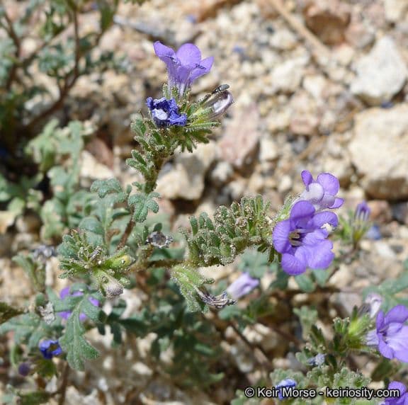 Fremonts Phacelia 9