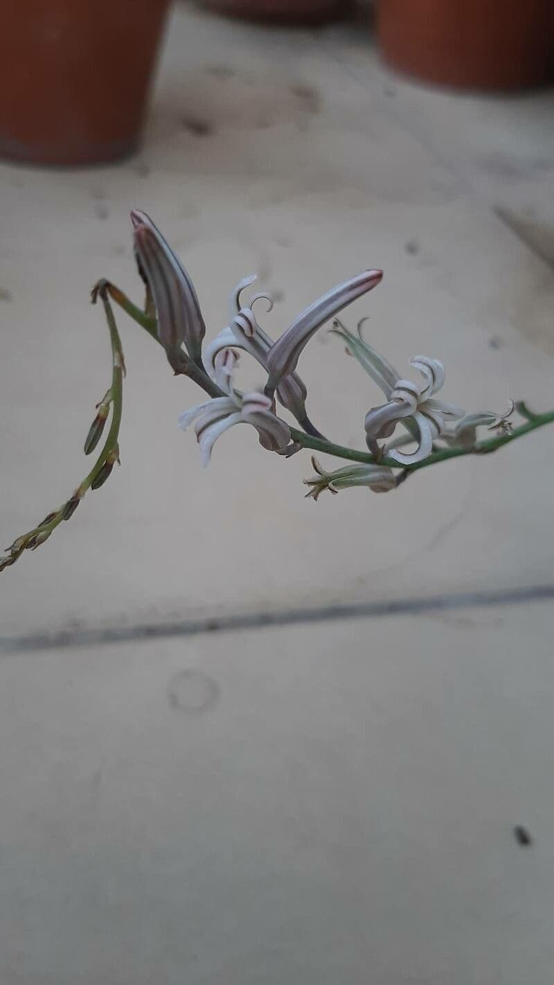 Pianta zebra 3