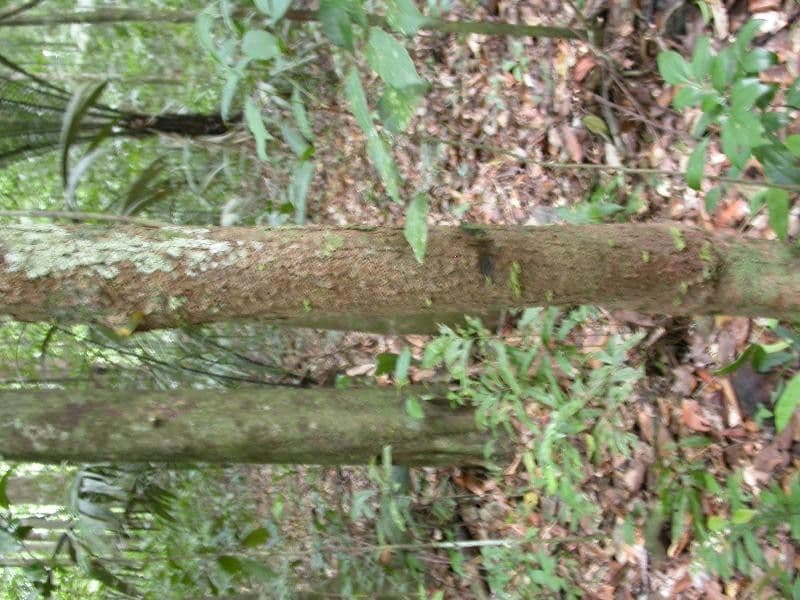 Basralocus 12