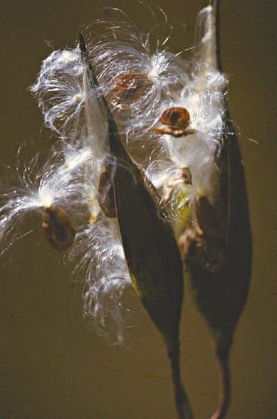 Asclepiade incarnata 2
