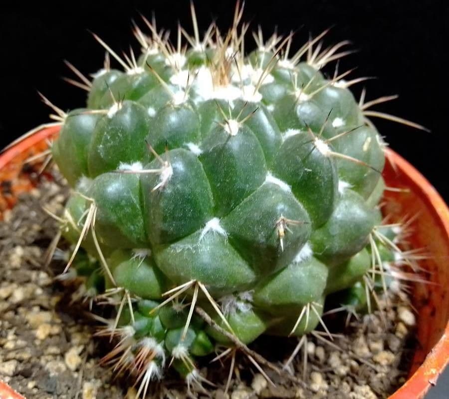 Mammillaria 13