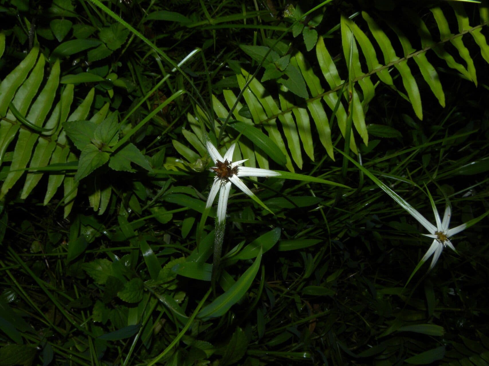 Rhynchospora 10