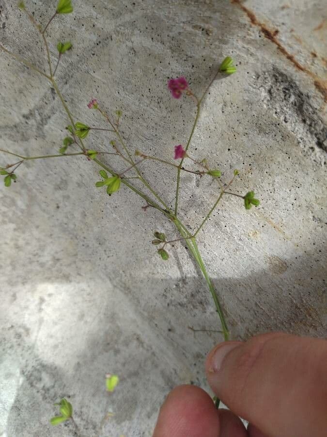 Boerhavia scarlatta 8