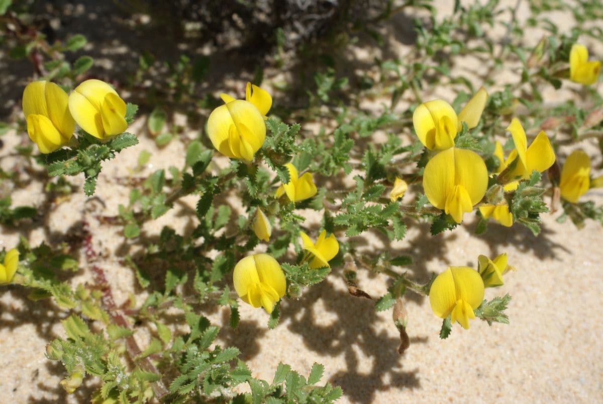 Onide variegata 13