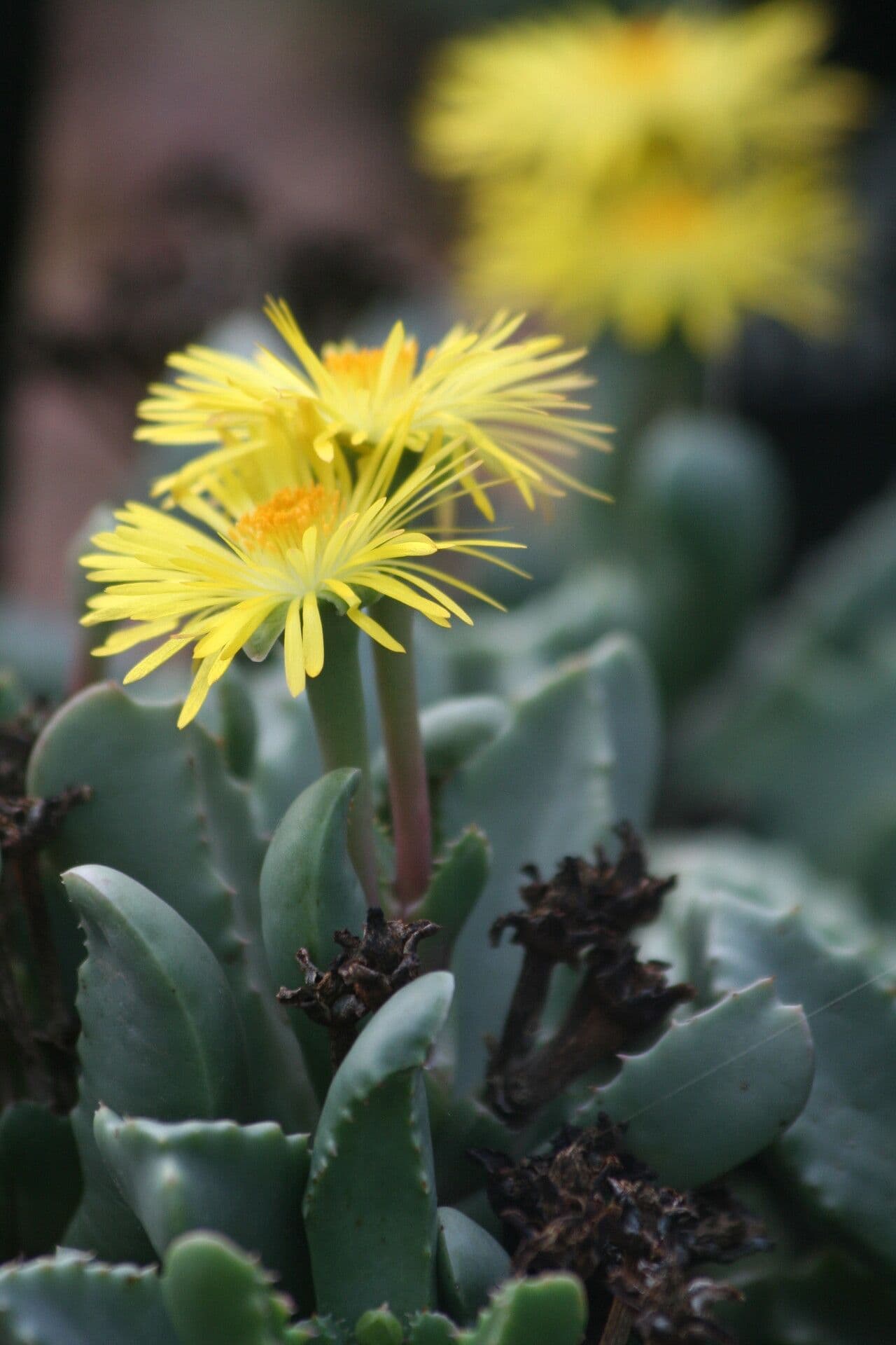 Carruanthus 3