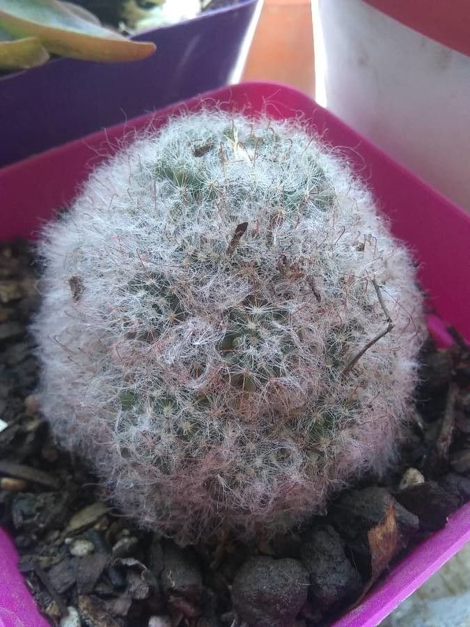 Cactus 21