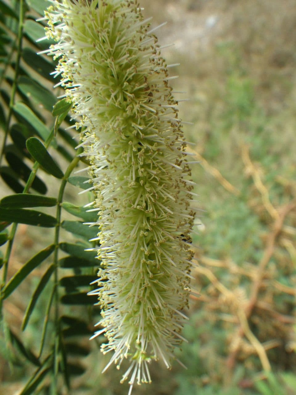 Prosopis 8