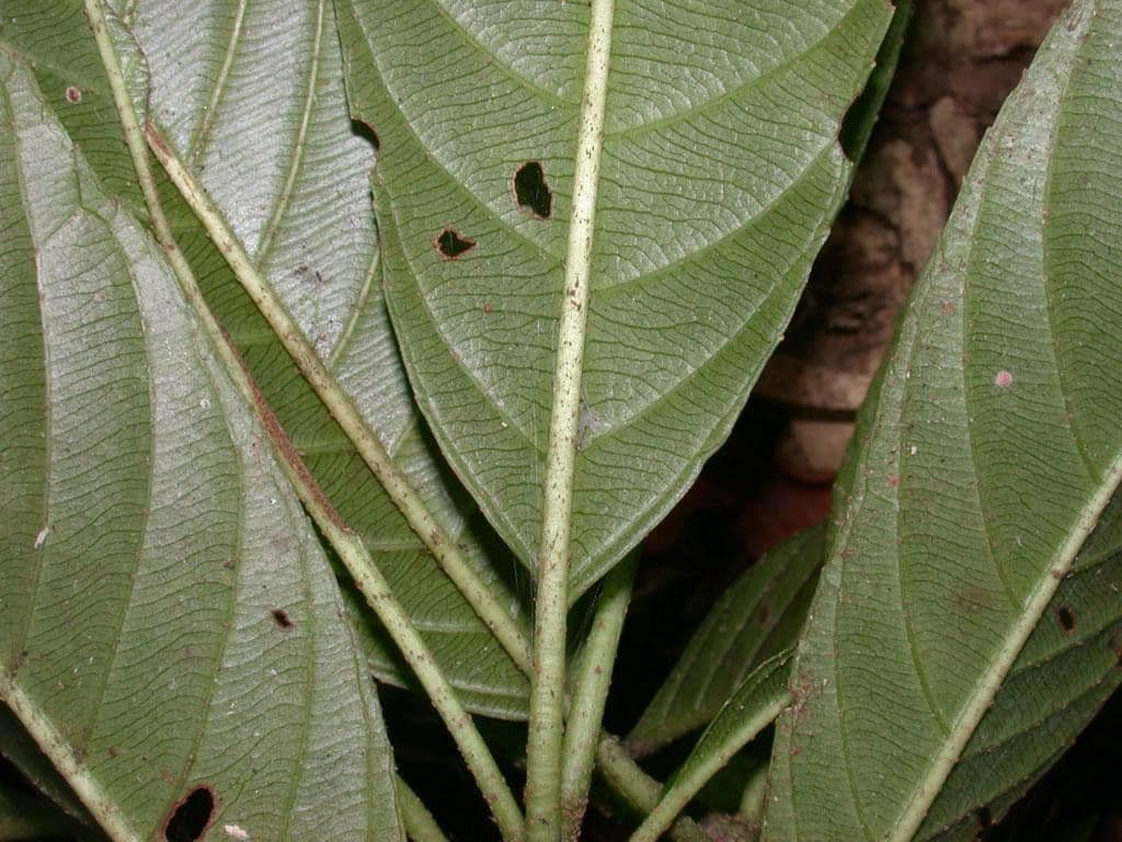 Saurauia 11