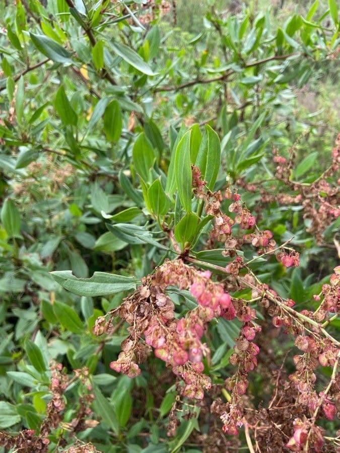 Acetosa 3
