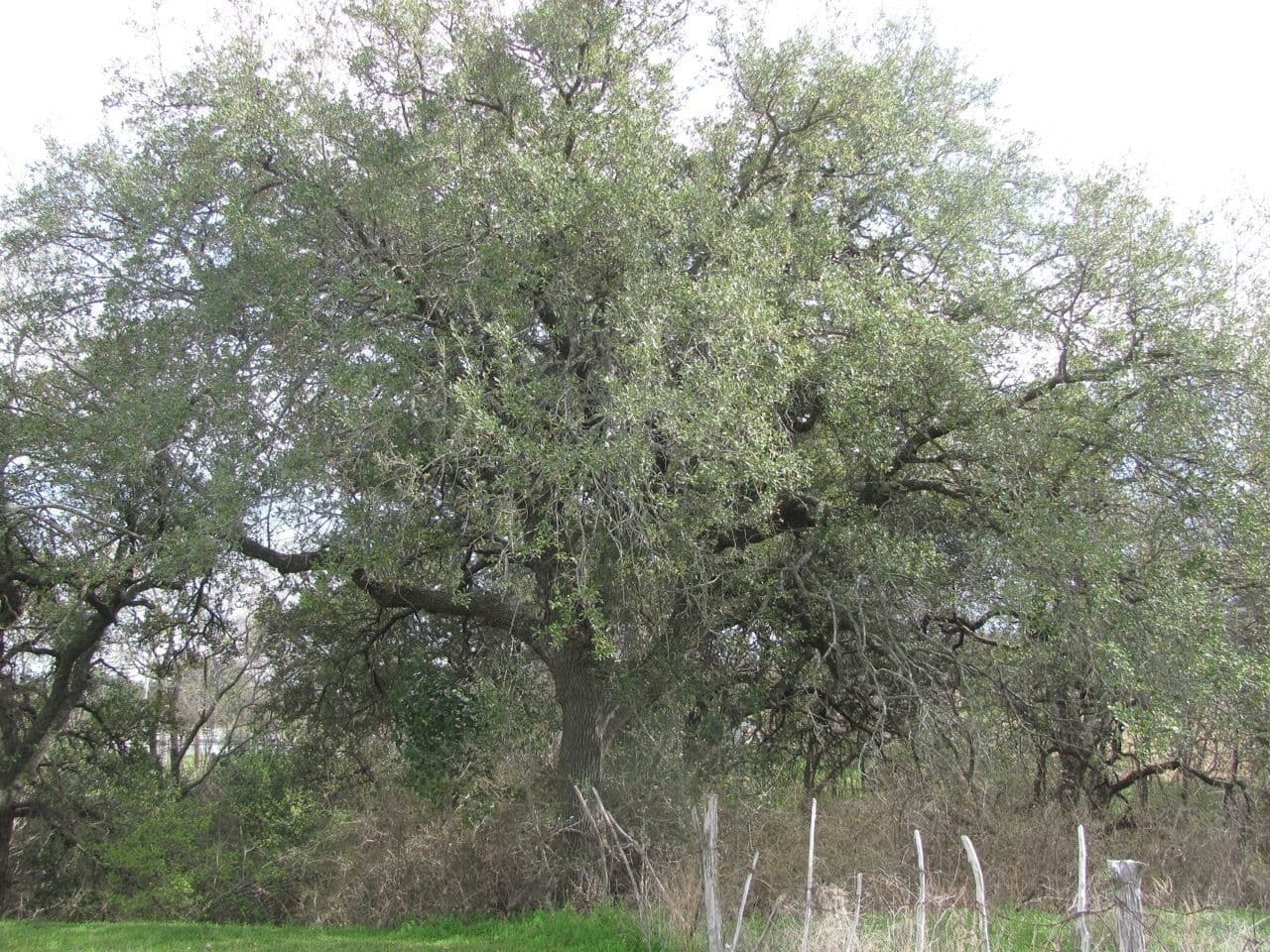 Texas-Eiche 9