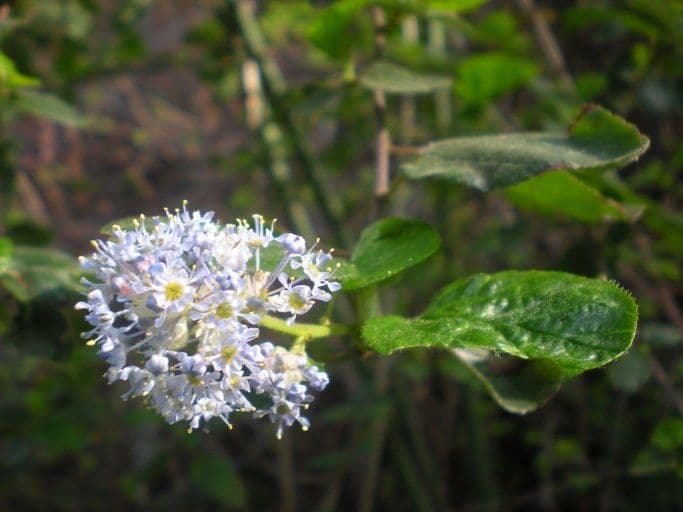 Dorniger Ceanothus 2