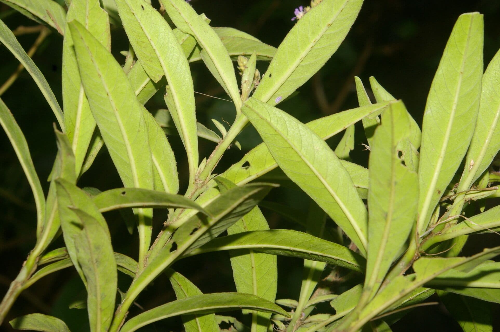 Cuphea 14