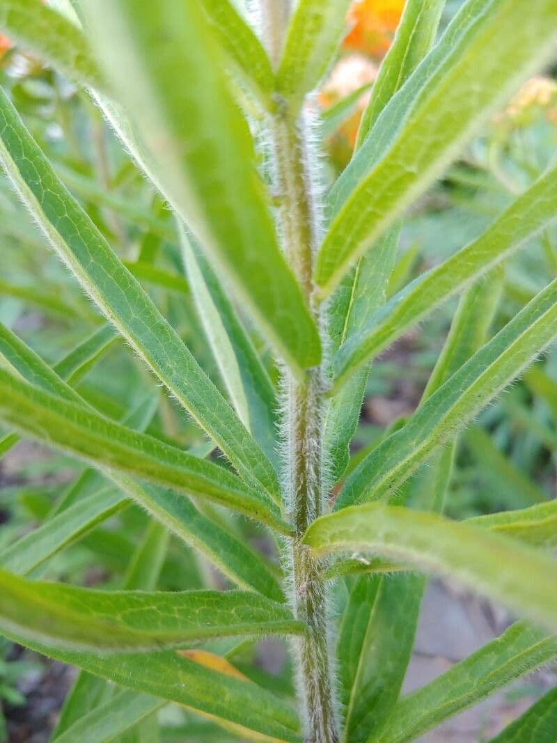 Asclepiade tuberosa 25