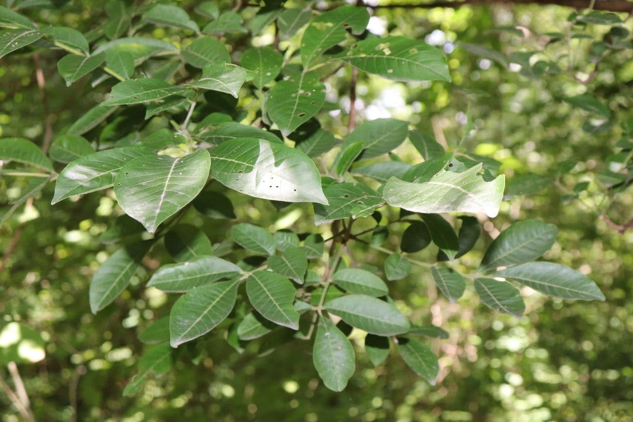 Trichilia martiana 13