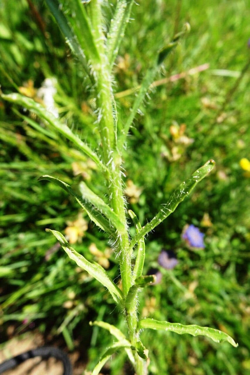 Jasione 19