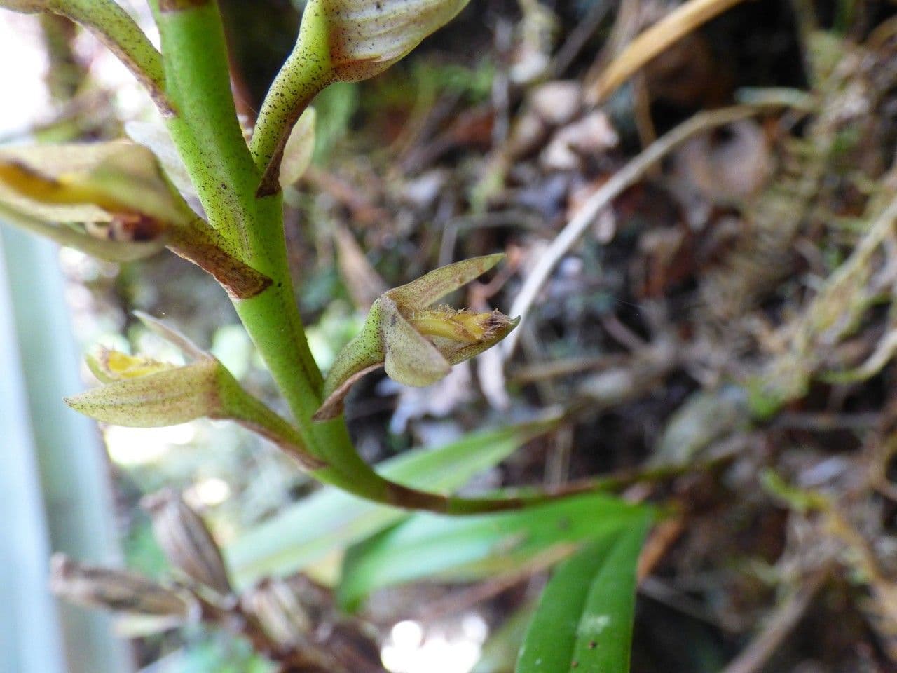 Bulbophyllum 5