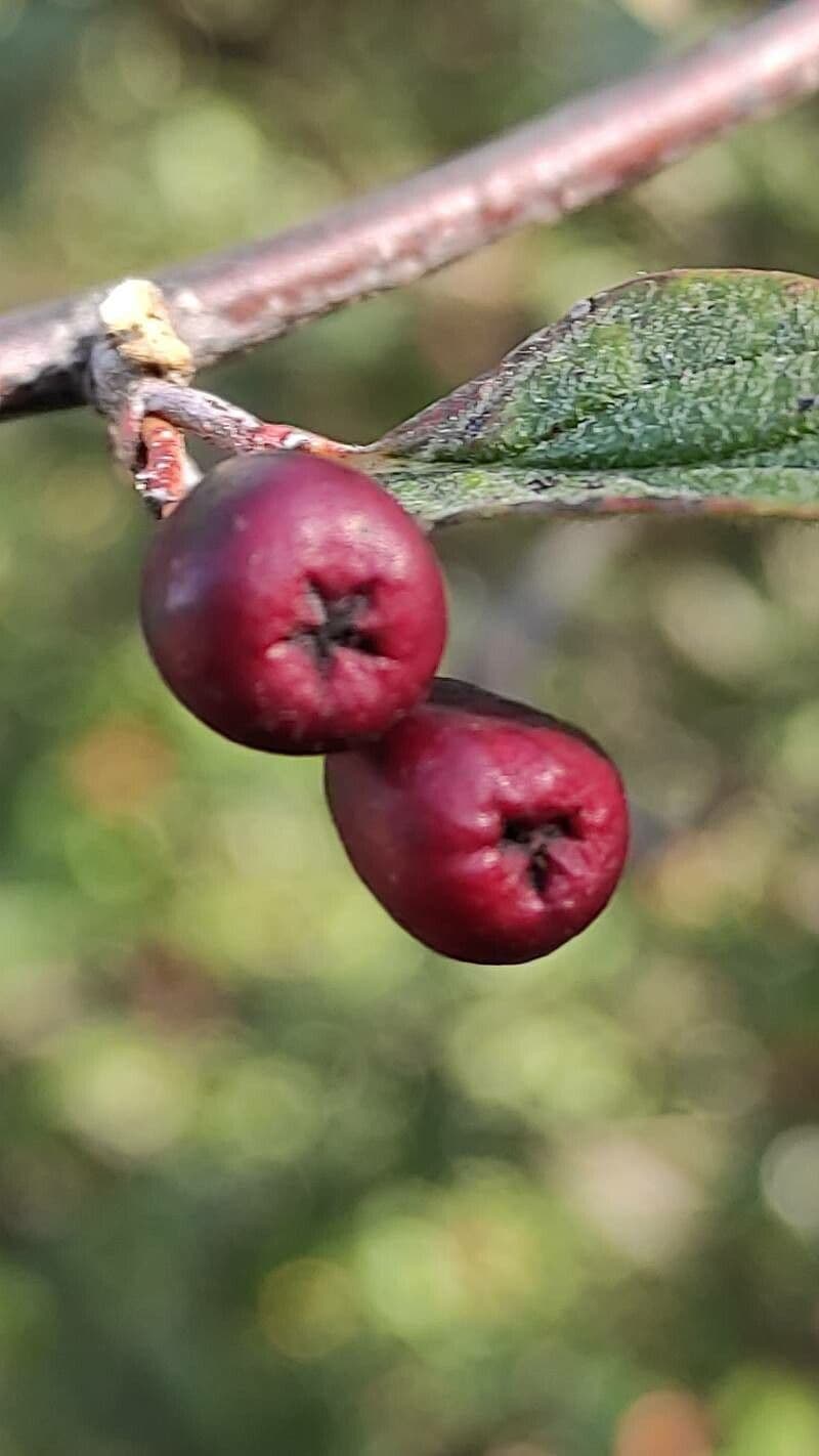 Cotoneaster 3