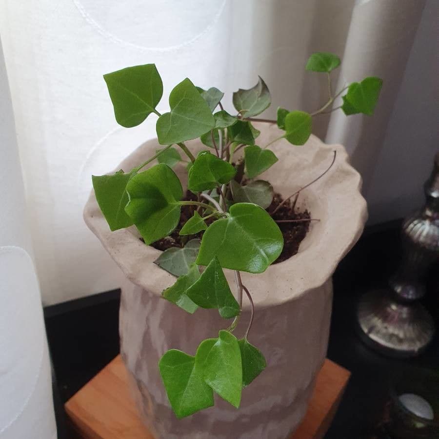 Senecio 10
