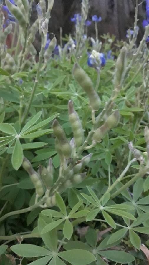 Lupinus texensis 2