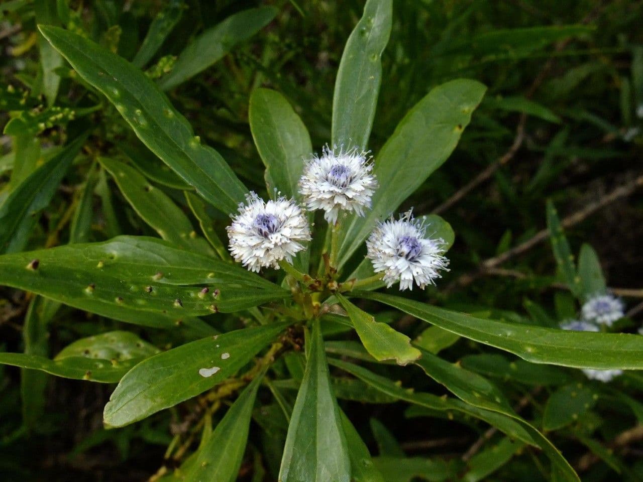 Globularia salicina 9