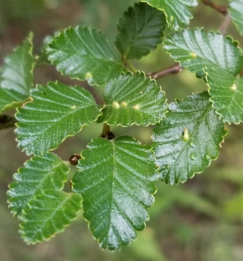 Nothofagus 11