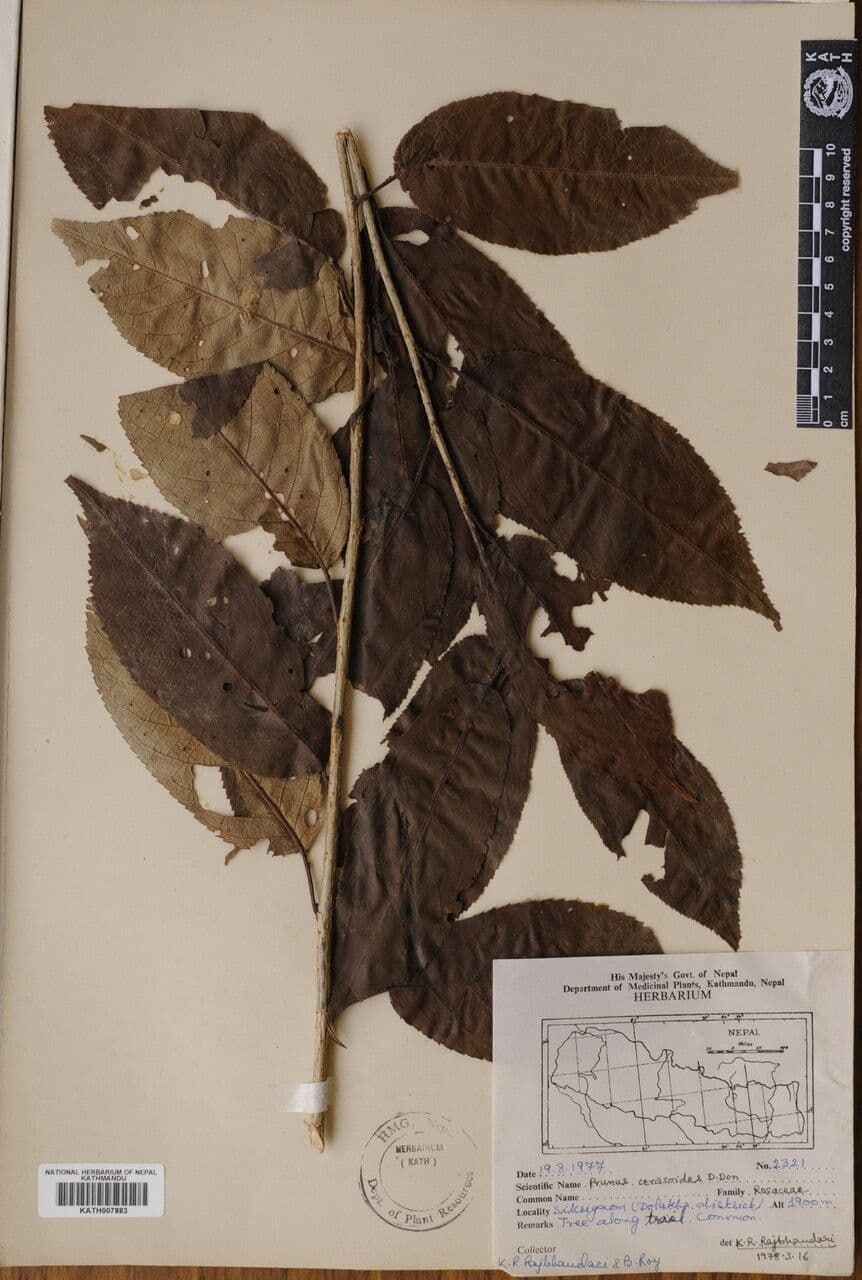 Ciliegio himalayano 5