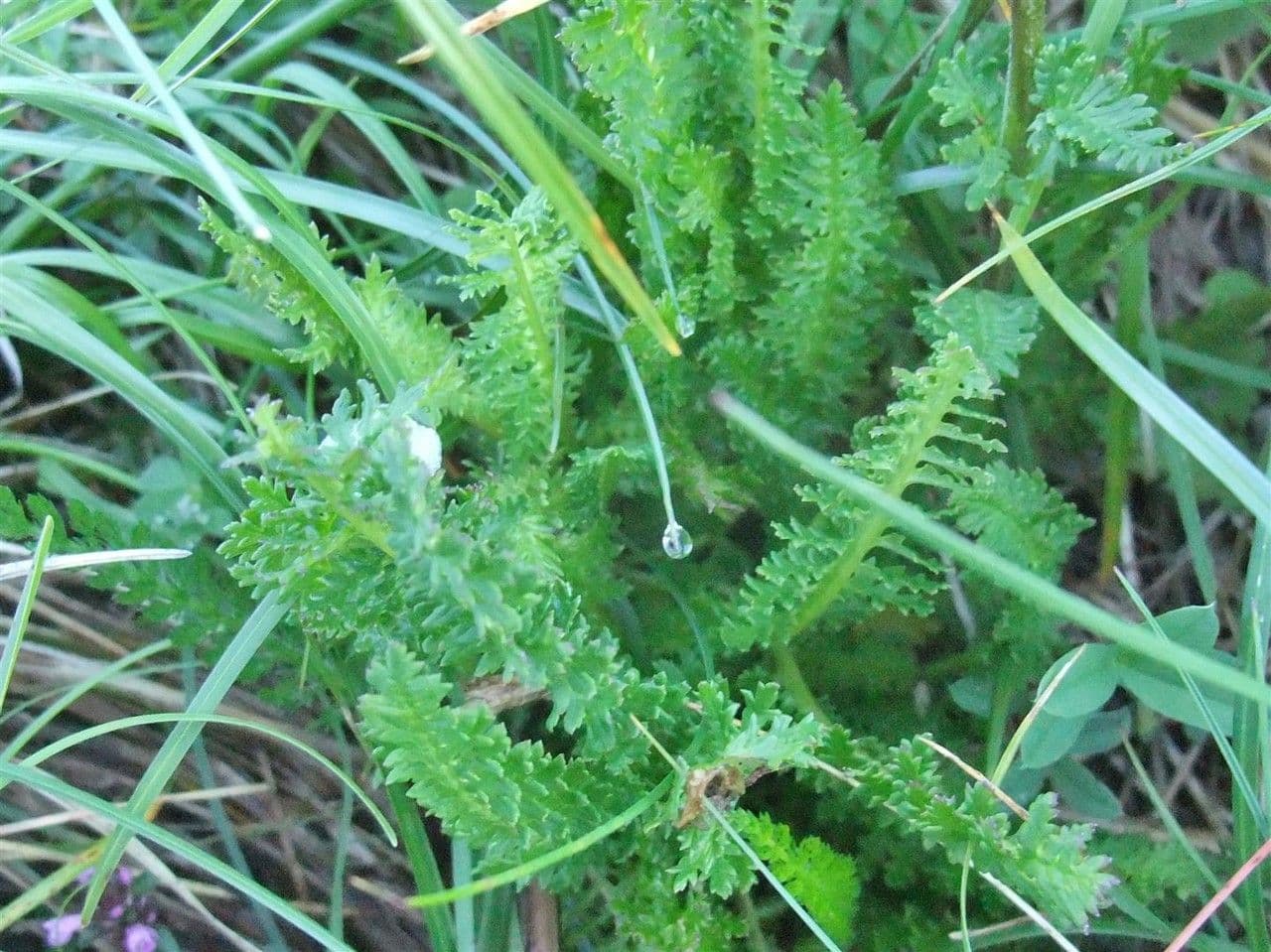 Pedicularis ascendens 15