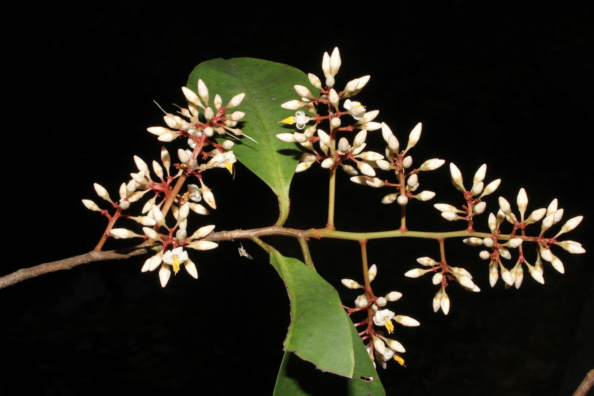 Ardisia 10