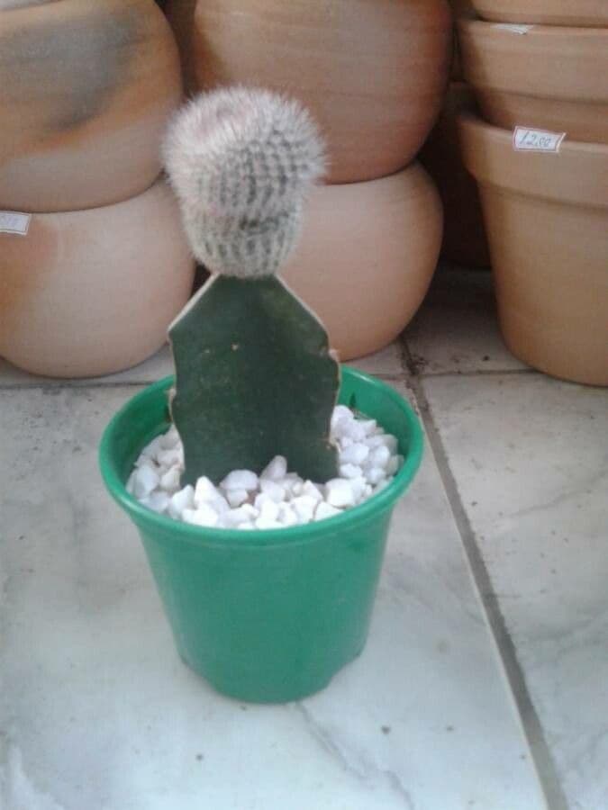 Parodia 8