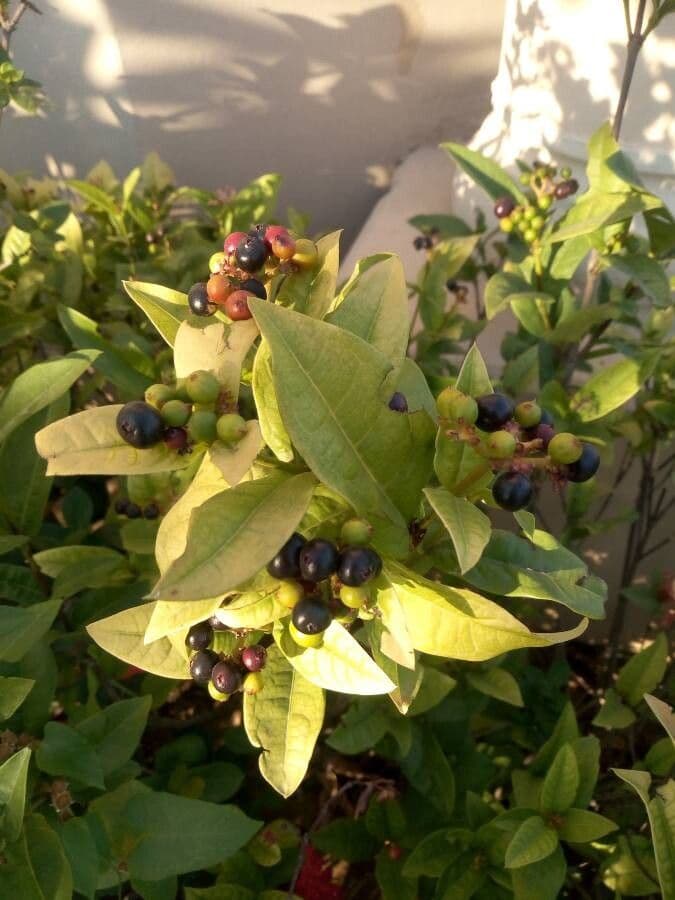 Ixora 4