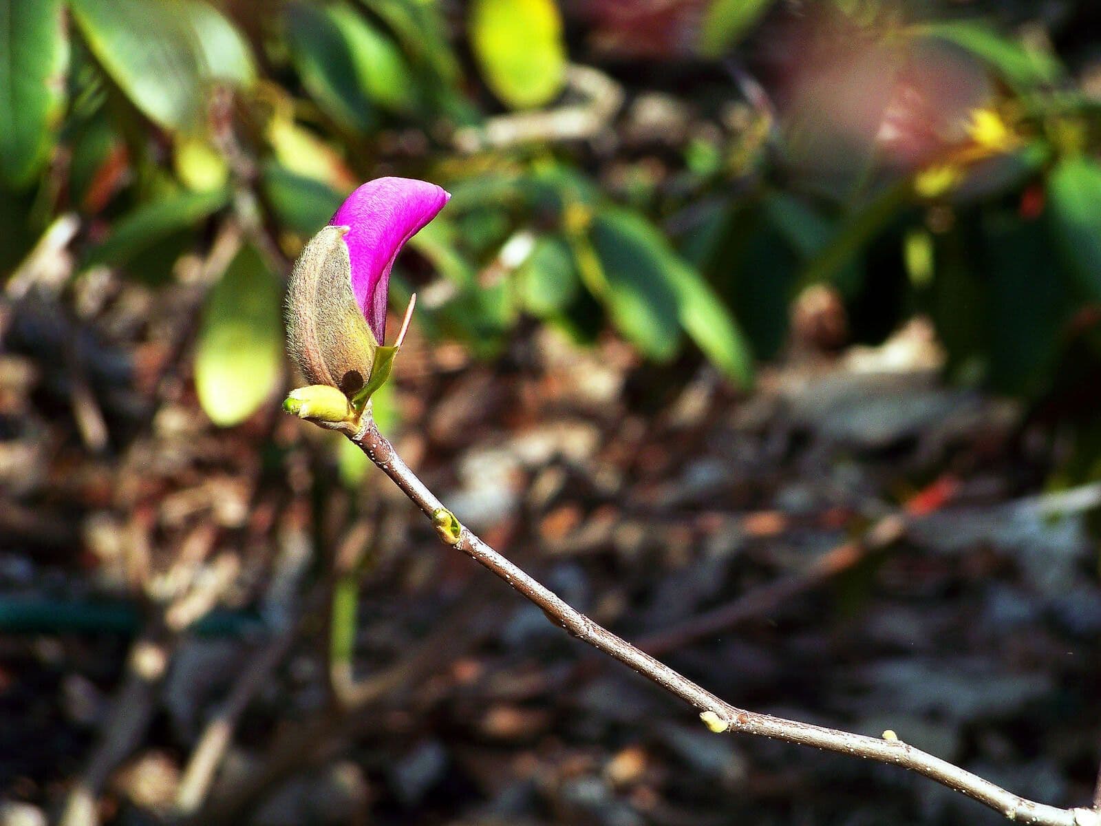 Magnolio 4