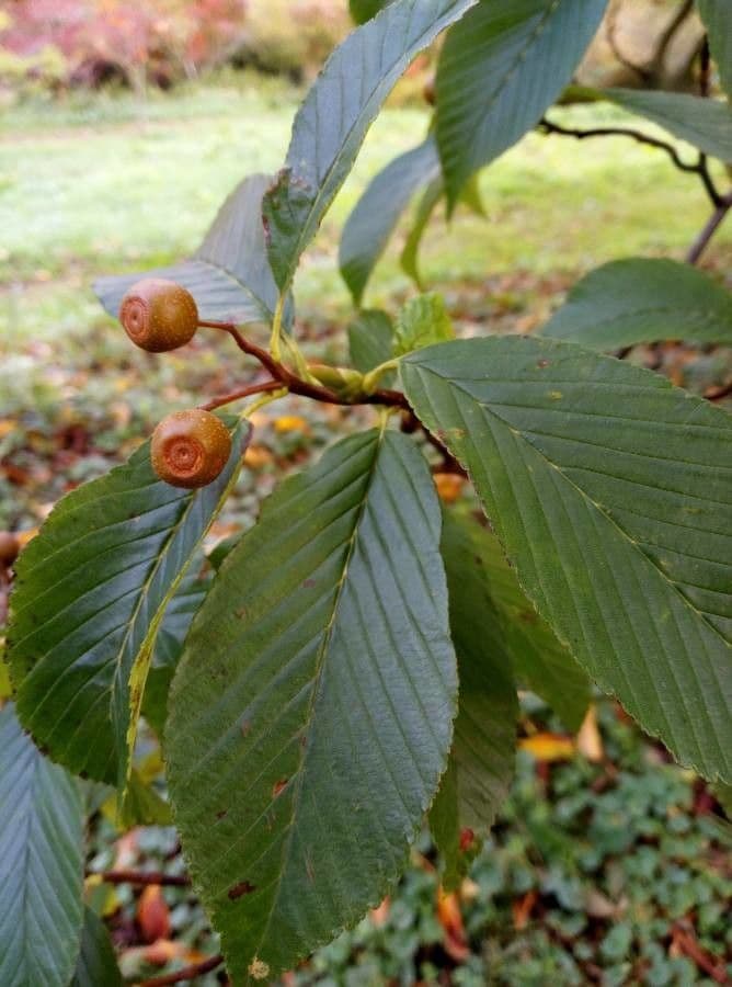 Thomsonaria kalonevrová 15