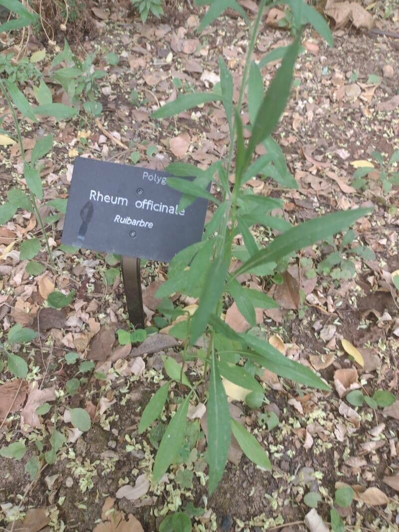 Rabarbaro officinale 2