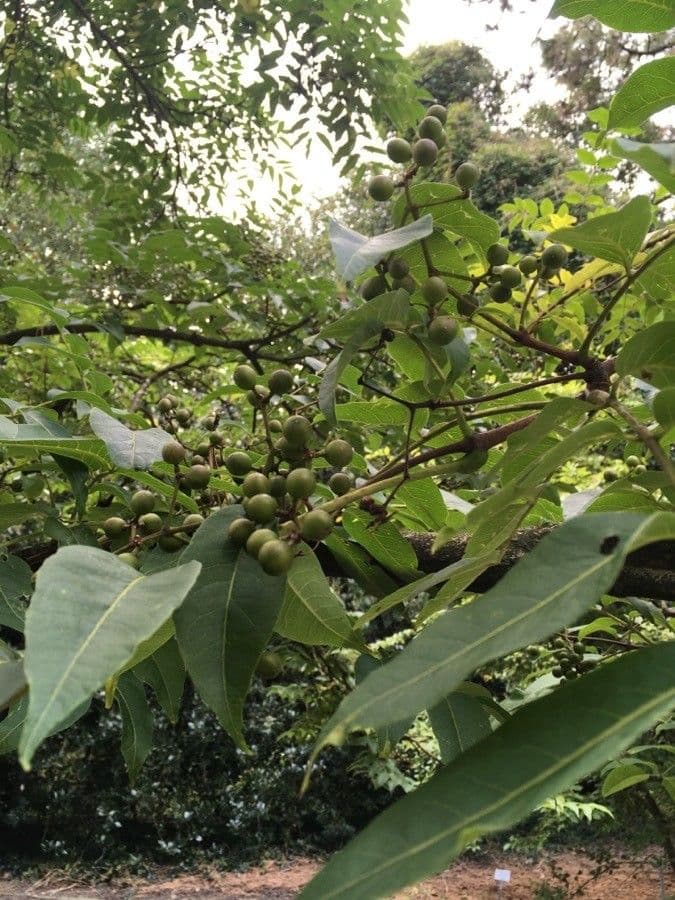 Phellodendron amurense 16
