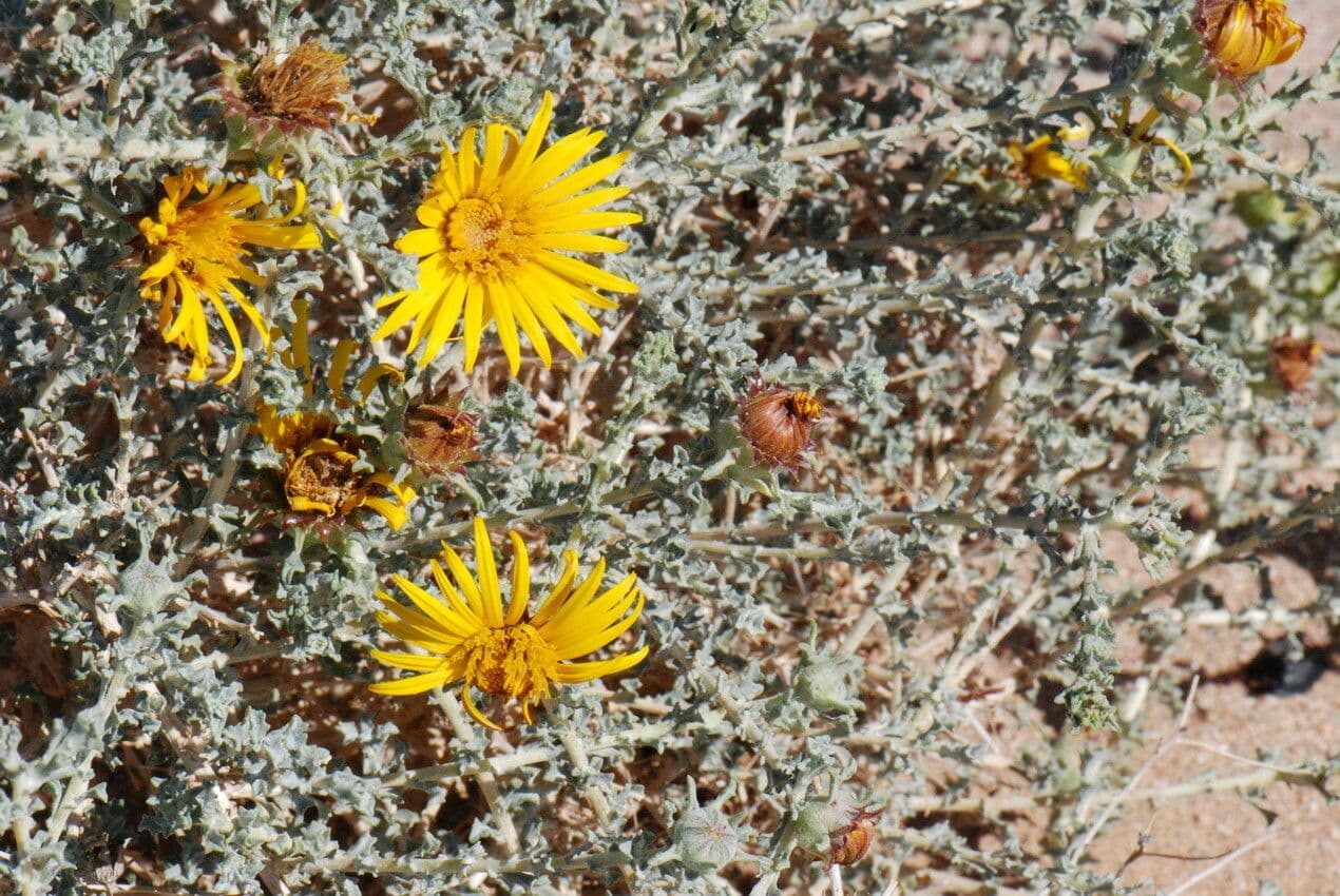 Anvillea 4