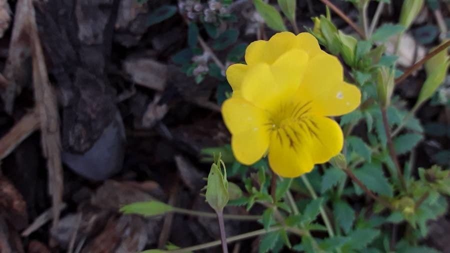 Mecardonia procumbens 3