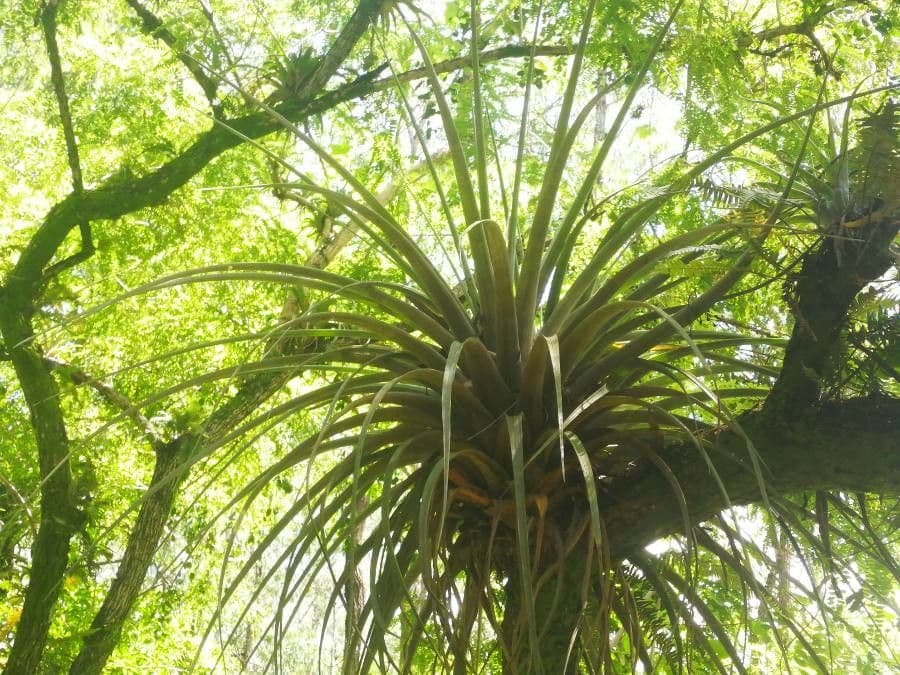 Tillandsia utricolata 16